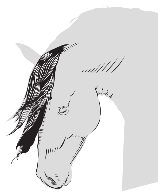 Illustration done in Illustrator of horse head